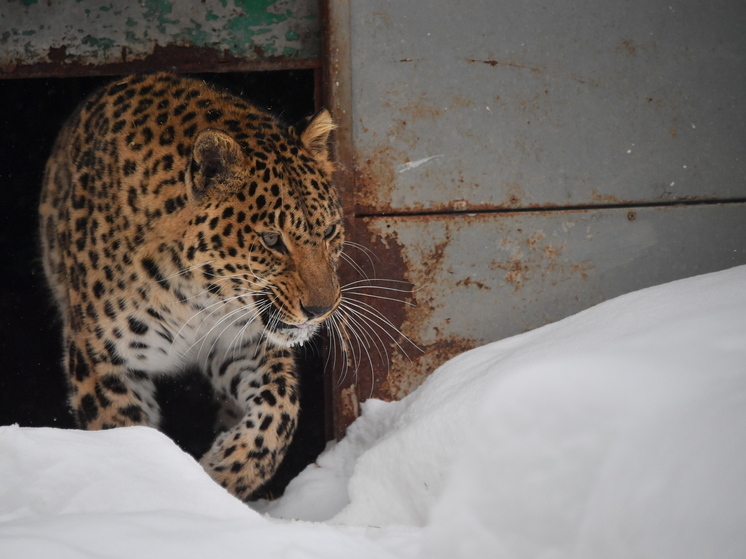 Дальневосточный леопард осмотрел дачи в Бамбурово