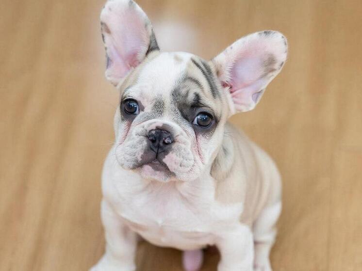 Курская ветклиника компенсировала владелице собаки 1 млн после гибели щенков при родах