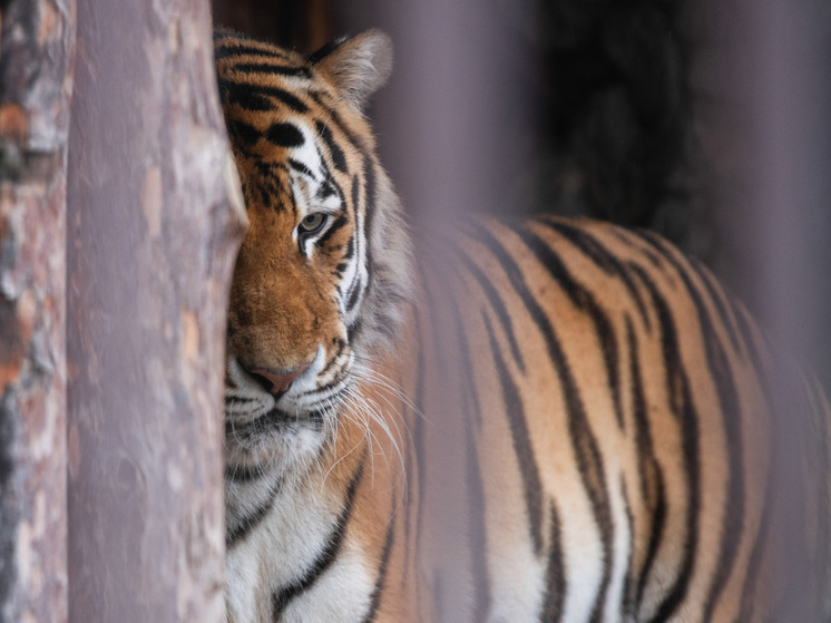 В Приморском крае отловили конфликтного тигра