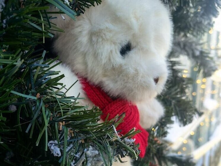 Новогодняя погода в Приморье: от слякоти и дождя до крепкого мороза