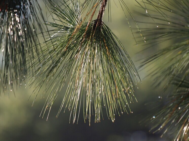 В Бурятии проверили 170 ёлок на карантинные вредители