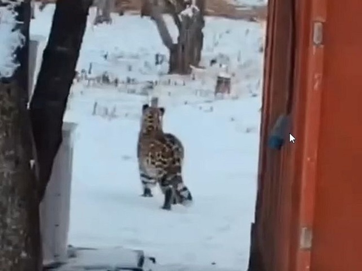 Незваный гость: редкий леопард спокойно прогулялся по поселку в Приморье