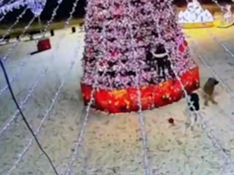 В Приморском крае разыскивают хулиганов за нападение на главную елку города