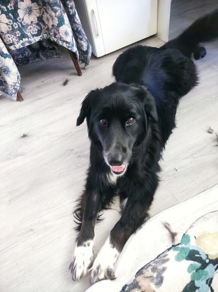 Мучители собаки Мии предстанут перед судом в Пскове