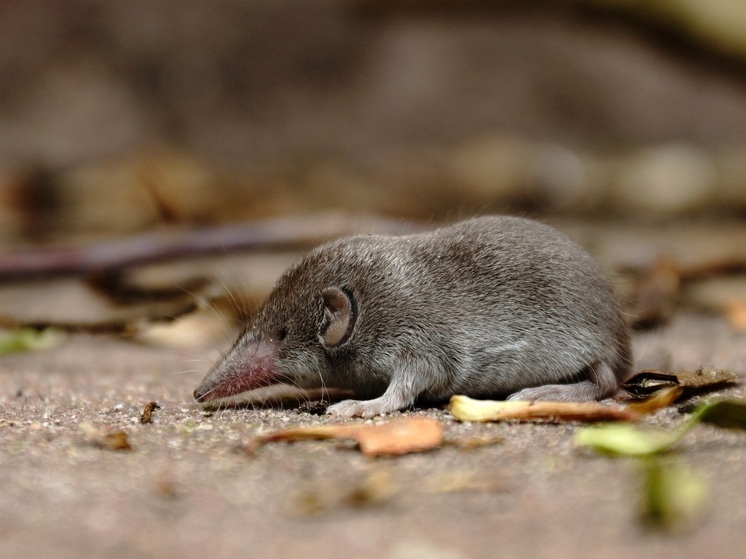 Биолог объяснил, кого новосибирцы принимают за мышей в снегу