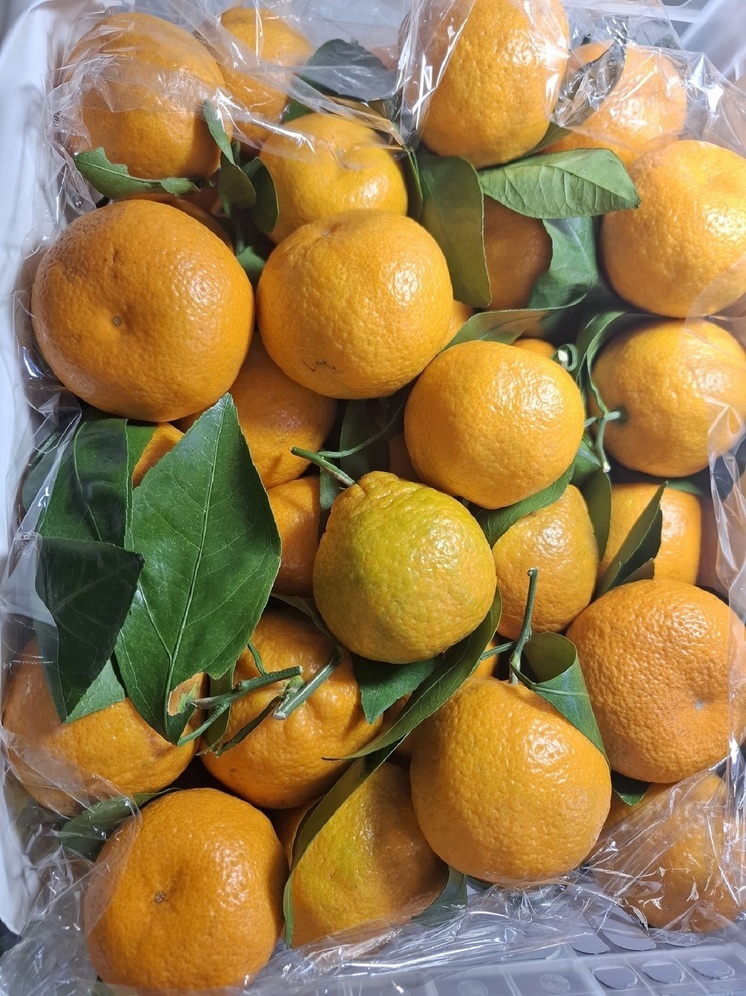 Более 3 тысяч тонн мандаринов привезли на Урал к Новому году