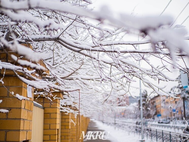 Более 5 тысяч деревьев и кустарников высадили в Чите в 2025 году