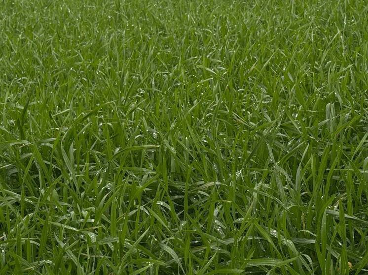 Почти 100% крымских озимых культур находятся в хорошем состоянии