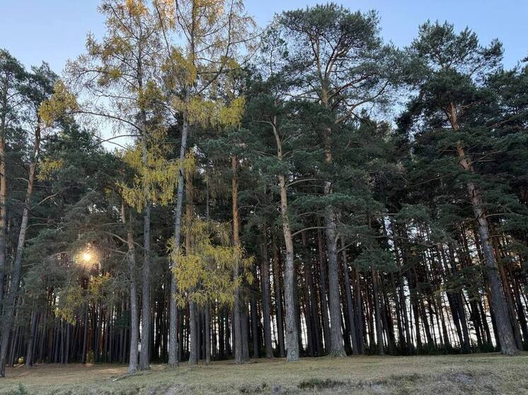 Томская прокуратура требует установить защитные зоны для кедровников и памятников природы