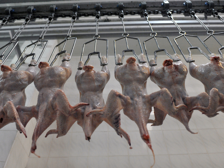 В детский сад Пермского края поставляли мясо с сальмонеллой и листерией