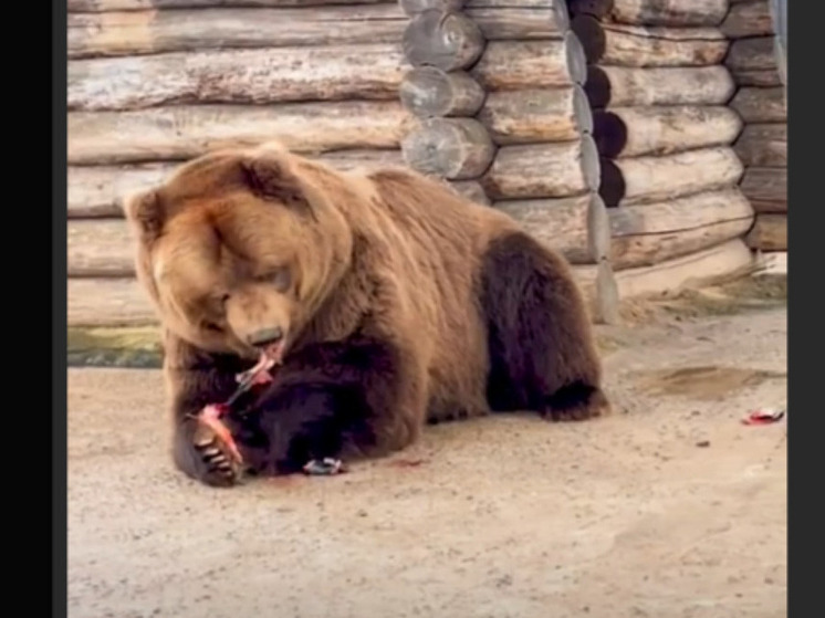 Угощение для Майи: медведица из Старооскольского зоопарка лакомится красной рыбой