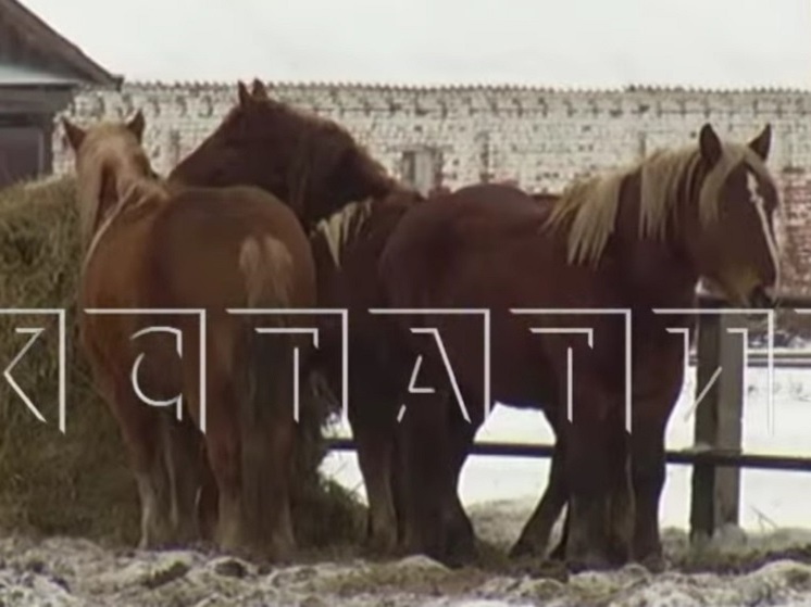 Лошадей-тяжеловозов пытались пустить на убой в Нижегородской области