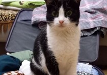 Алтайский край оказался в числе самых востребованных направлений для россиян, отправляющихся в путешествия вместе с домашними питомцами в нынешнем году. Он занял третье место после Краснодарского края и Москвы