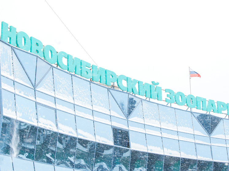 Уникальные рождения и новые вольеры: Новосибирский зоопарк подвел итоги 2025 года