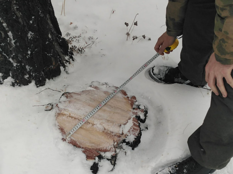 Более 600 кубометров леса незаконно срубили за неделю в Забайкалье