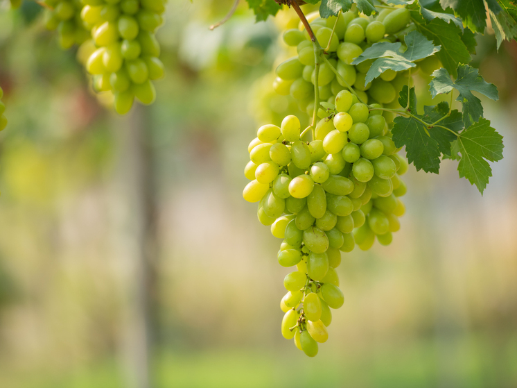 Винодельня в Перевальском округе ЛНР расширит туристическую зону