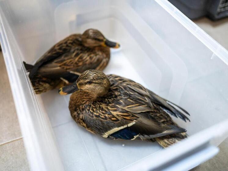 В Москве продолжились работы по спасению пернатых на реке Яуза после разлива нефтепродуктов