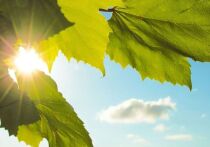 Яркий пример новых трендов в зелёной повестке: не заповедники, а промышленные регионы возглавили свежий экологический рейтинг России, составленный на основе целевых показателей федерального проекта «Экологическое благополучие»