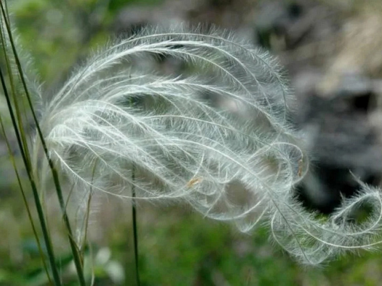 В Воронежской области создадут природный заказник с растениями из Красной книги