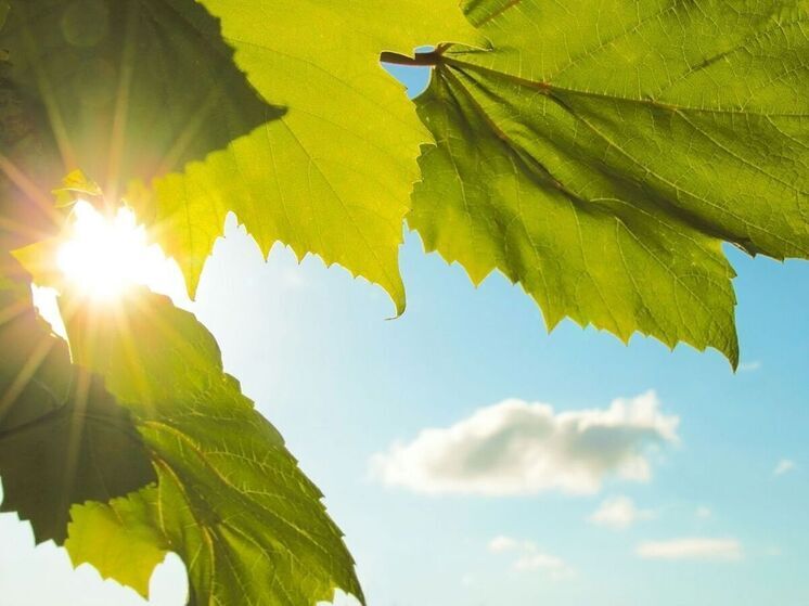 Доцент Департамента международного бизнеса Финансового университета при Правительстве РФ, к. полит. н. Максим Казанин — о том, что зелёные цели становятся ближе с помощью технологий