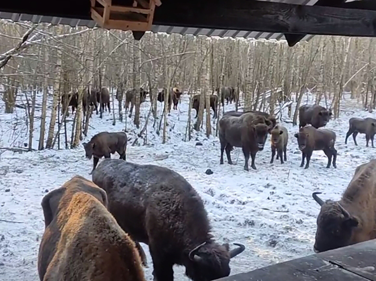 Зубры вышли к людям в «Калужских засеках»