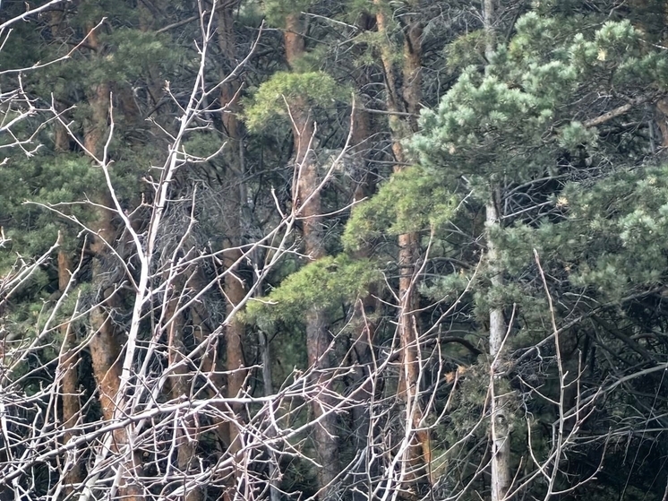 В Петербурге 27 декабря ожидается сильный ветер до 17 м/с