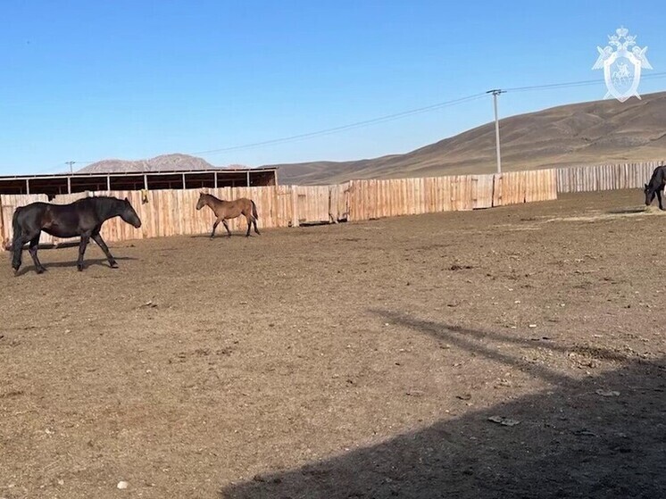 Хакасского фермера отправили за решетку из-за работников-рабов