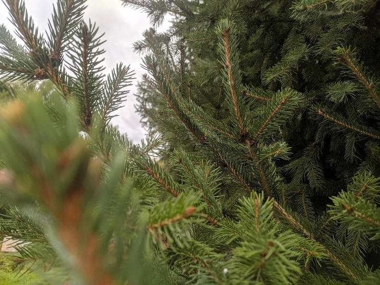 Вологжанам рассказали, как избежать елочных клещей