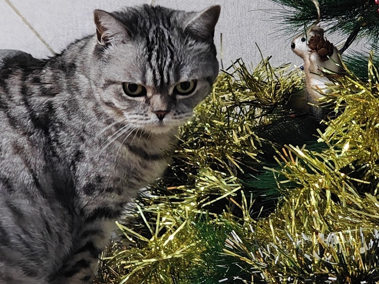 Вологжан предупреждают об опасности новогодних игрушек для домашних питомцев