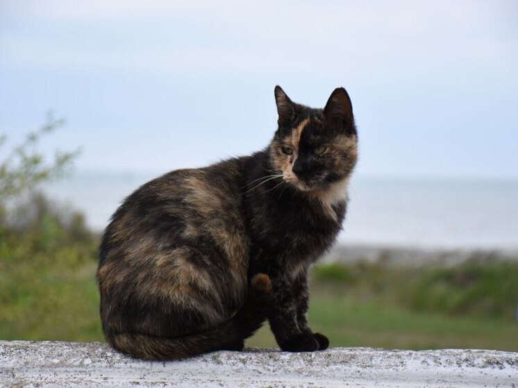 Планируете отпуск с питомцем? Как сделать путешествие безопасным и комфортным