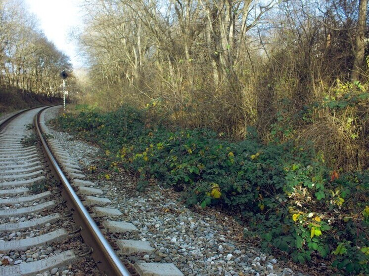 Прогулявшегося у железнодорожных путей ленинградца задел движущийся поезд