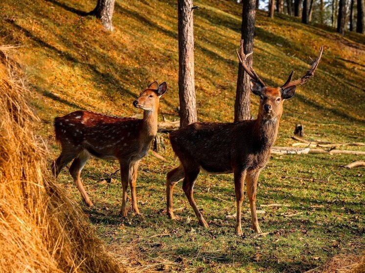 В Себежском районе планируют построить агротуристический комплекс «Оленья Гора»