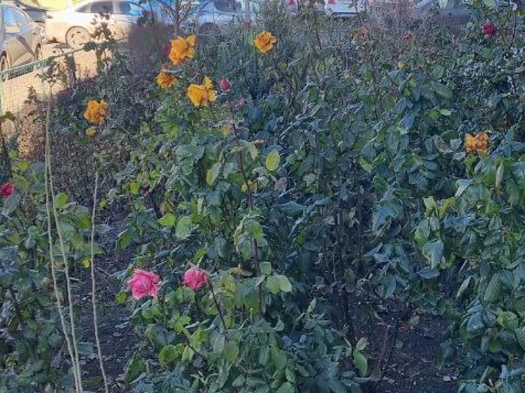 Не смотря на морозы в Ростове распустили розы