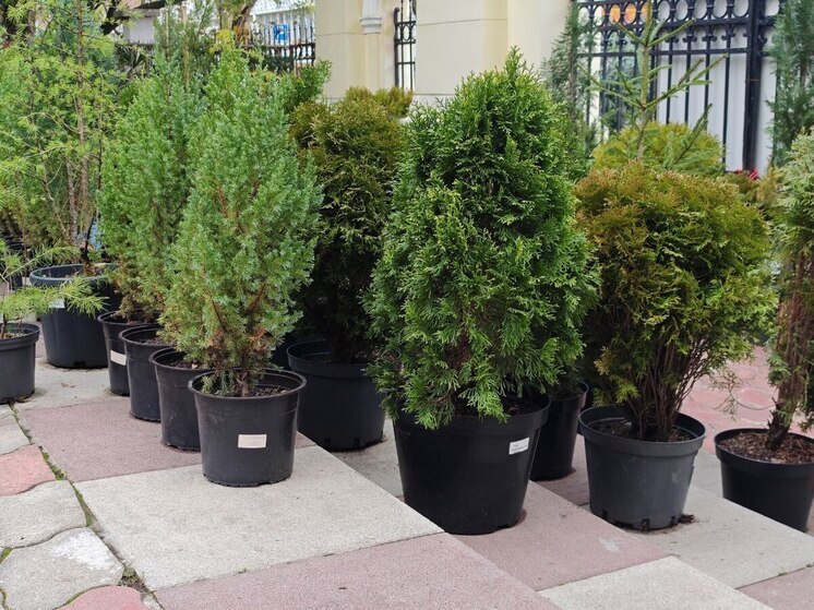 В Дендрарии Сочи проходит новогодняя ярмарка хвойных растений