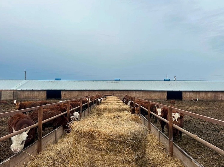 Калмыцким животноводам увеличат поддержку на выращивание телят