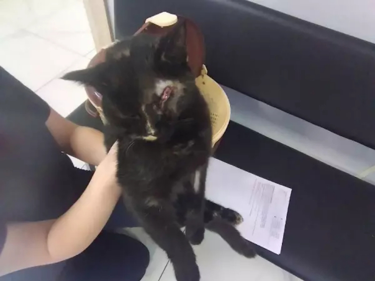 Ветврачи из Шахт провели сложнейшую операцию кошке с лопнувшим глазом