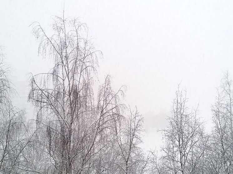 В Ленобласти 27 декабря ожидается порывистый ветер и до +2 градусов