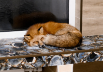 Необычная история произошла в подмосковном ЖК «Ильинские Луга» Красногорского городского округа