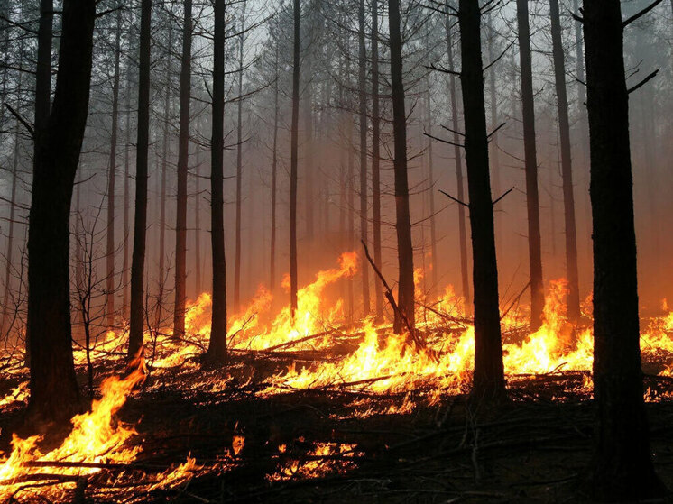 Пострадавшие от природных пожаров забайкальцы получили господдержку