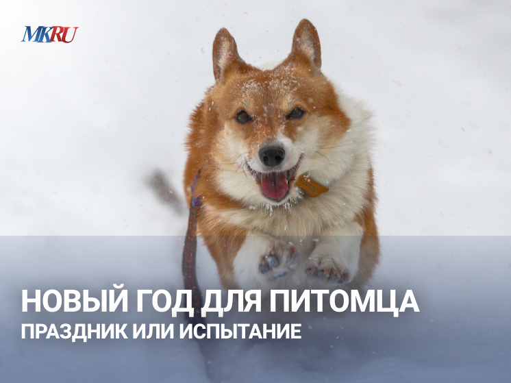 В эфире «МК-тв» вместе с натуротерапевтом, зооинженером, специалистом по коррекции антистресс отношений питомцев с владельцами Светланой Говоровой узнаем, почему четвероногие друзья боятся салюта и можно ли приучить питомца не реагировать на громкие хлопки и вспышки света? 