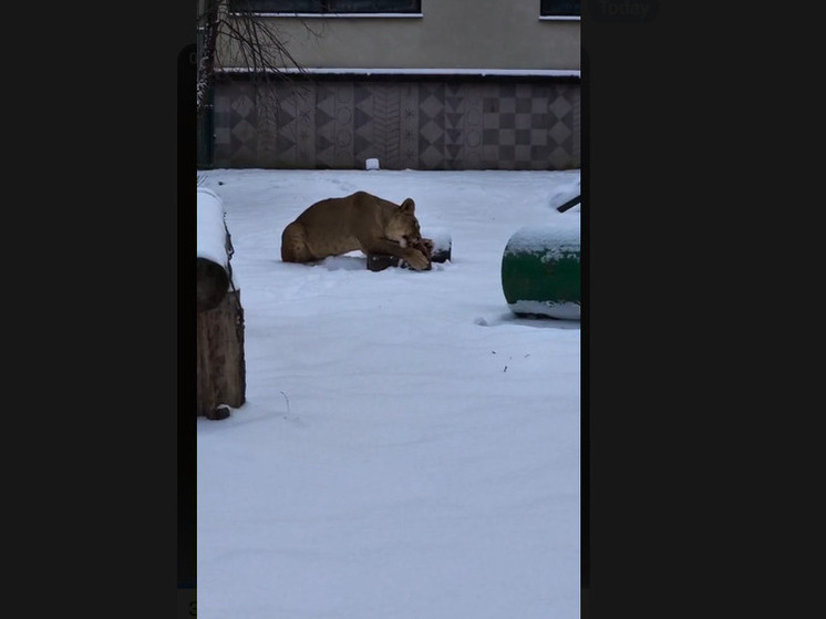 Экзотические кадры: белгородцам показали обедающих на снегу африканских львов