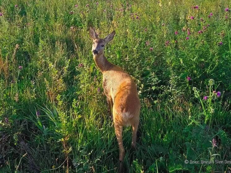 «Звериная перекличка» Минприроды в лесах под Калининградом