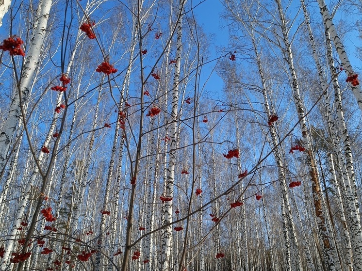 2025 год может стать самым теплым в истории Екатеринбурга