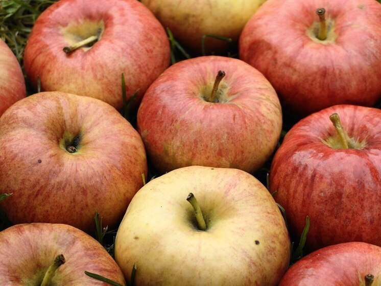 Калининградские яблоки «снарядились в путь» покорять большую Россию