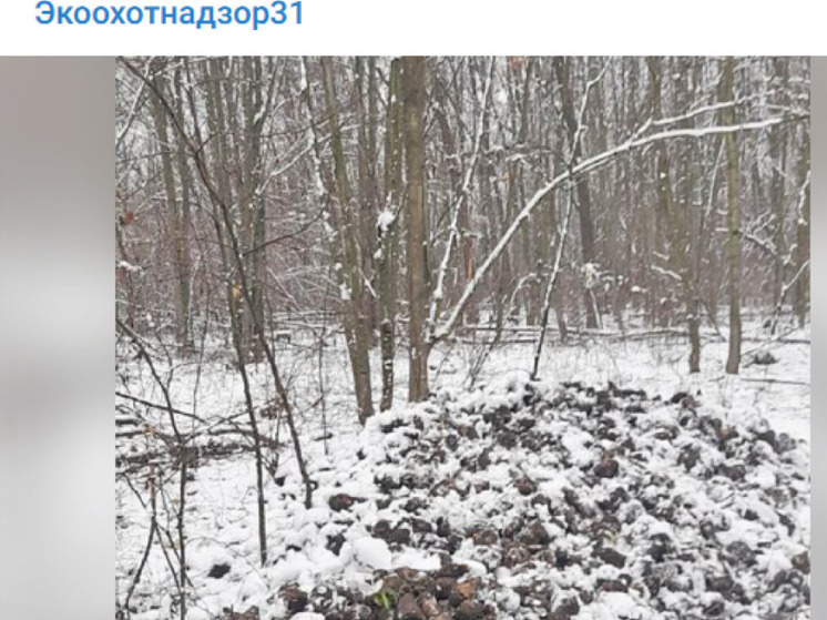 Кукуруза, свекла и соль: белгородский Экоохотнадзор подготовил корм для «лесных столовых»