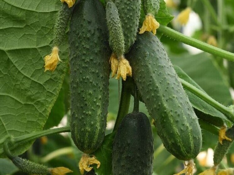 Серпухов вошел в лидеры тепличного агросектора Подмосковья