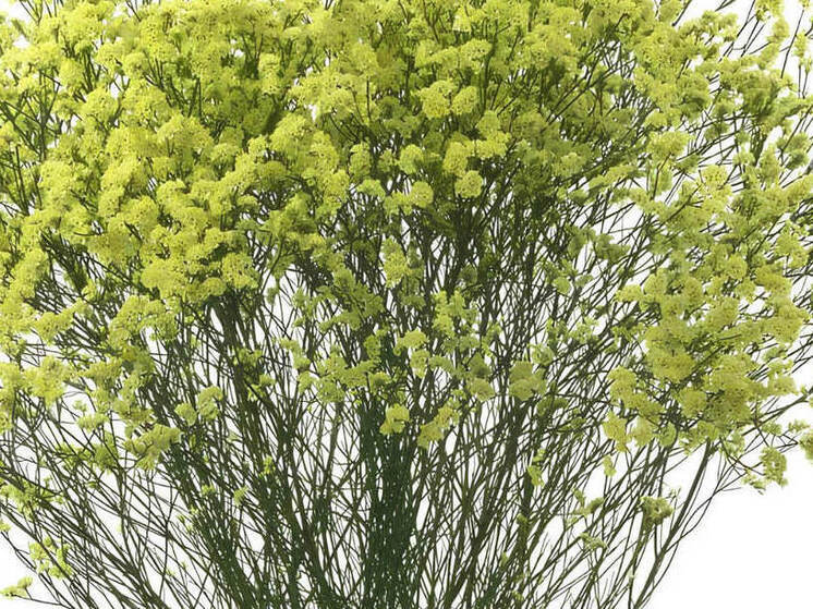 На границе Калининграда «ликвидировали» цветы со шпионом-трипсом