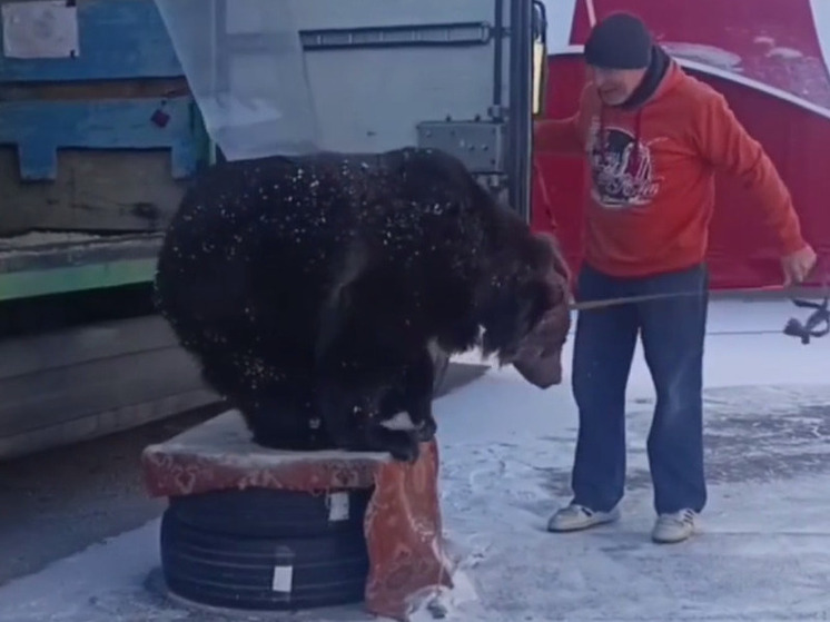 Калужские ветврачи надели темное, чтобы подобраться к медведице