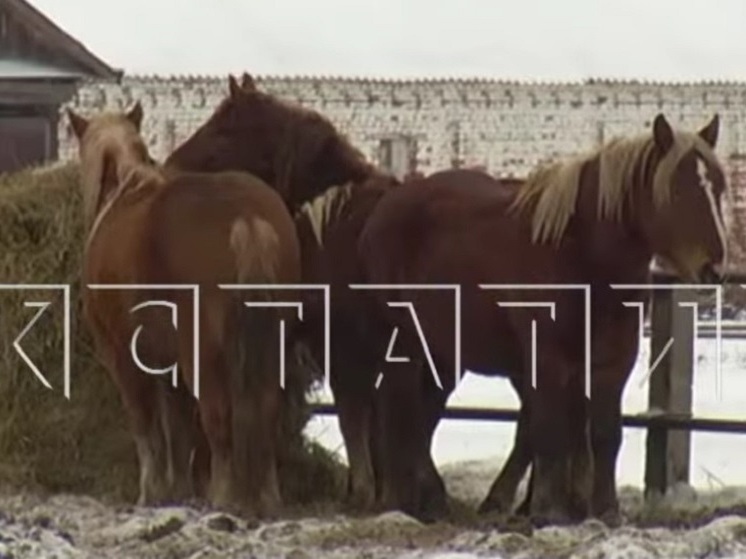 Нижегородские власти сохранят лошадей Починковского конезавода