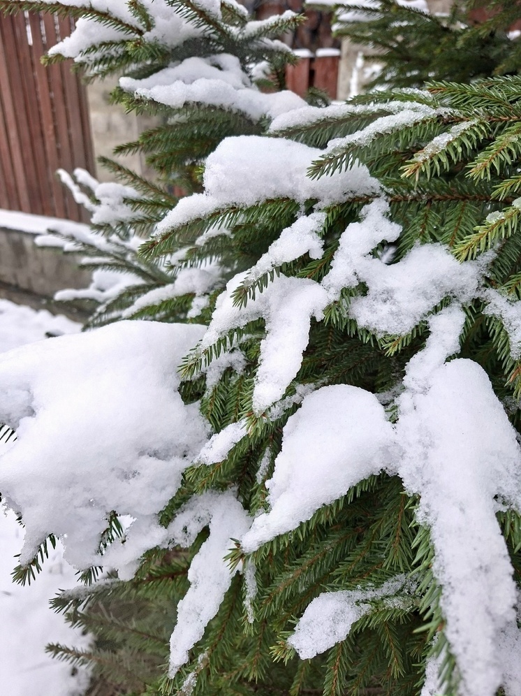 Псковскую область ожидает облачная погода с небольшими осадками 27 декабря